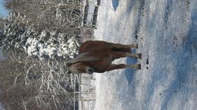 Manuel im Schnee.JPG